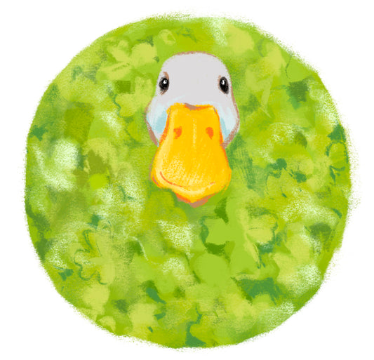 Duck in grass